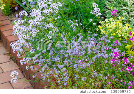 The sight of the beautiful flowers of the Japanese wood sorrel blooming in the early summer garden. The sight of the beautiful flowers of the Japanese wood sorrel blooming in the early summer garden. 139969785