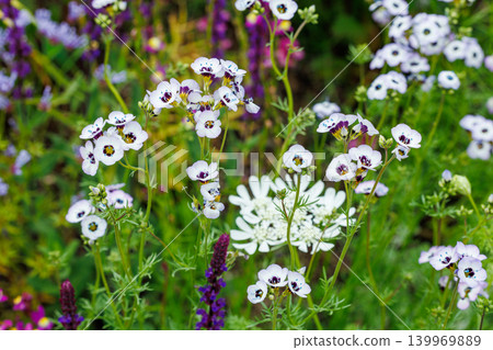 Gilia tricolor (tricolor) flowers blooming beautifully in the early summer garden. Gilia tricolor (tricolor) flowers blooming beautifully in the early summer garden. 139969889