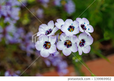 A close-up of the beautiful Gilia tricolor (tricolor) flower blooming in the early summer garden. A close-up of the beautiful Gilia tricolor (tricolor) flower blooming in the early summer garden. 139969902