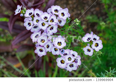 近距離拍攝的美麗三色吉利亞花(Gilia tricolor)在初夏花園中盛開。 近距離拍攝的美麗三色吉利亞花(Gilia tricolor)在初夏花園中盛開。 139969904