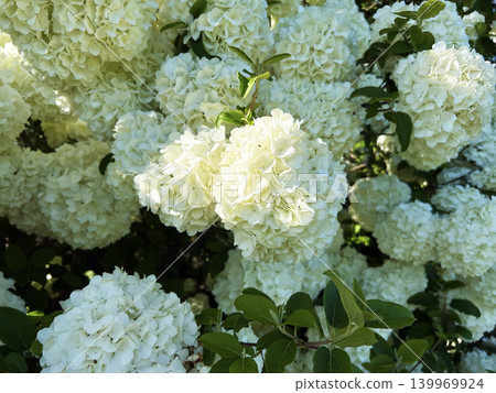 Pure white hydrangea Pure white hydrangea 139969924