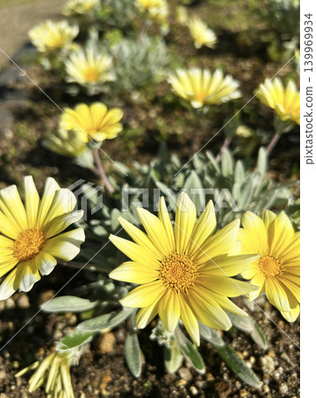 盛開在花壇的Gazania 盛開在花壇的Gazania 139969934