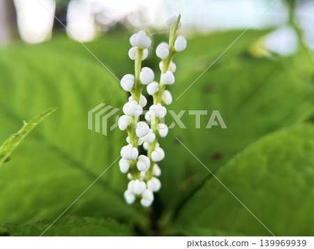 日本金盞花的特寫 日本金盞花的特寫 139969939