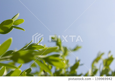 This is a close-up of a poplar leaf. This is a close-up of a poplar leaf. 139969942
