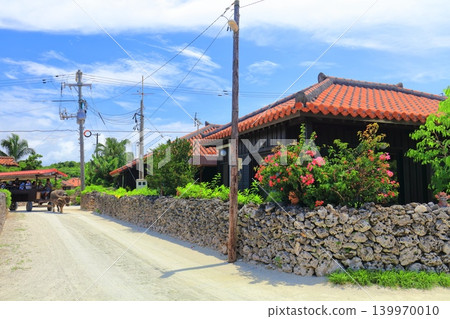 【沖繩縣】晴空下的竹富島上的水牛車 139970010