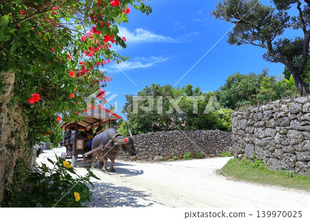 [Okinawa Prefecture] Water buffalo carts on Taketomi Island under a clear sky 139970025