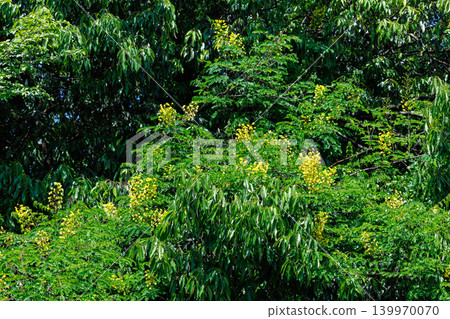 Caesalpinia flower growing on forest trees Caesalpinia flower growing on forest trees 139970070