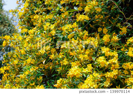 Carolina jasmine flowers blooming in abundance in a garden Carolina jasmine flowers blooming in abundance in a garden 139970114