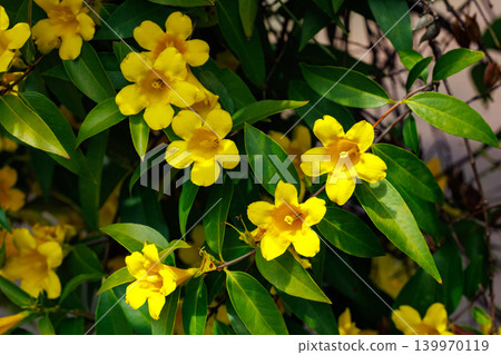 Carolina jasmine flowers blooming in abundance in a garden Carolina jasmine flowers blooming in abundance in a garden 139970119