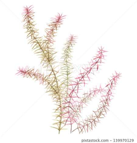 A tuft of seaweed with delicate pink and green leaves. This isolated watercolor illustration is perfect for nature- and ecology-themed designs, as well as for decorating water features and textiles. A tuft of seaweed with delicate pink and green leaves. This isolated watercolor illustration is perfect for nature- and ecology-themed designs, as well as for decorating water features and textiles. 139970129