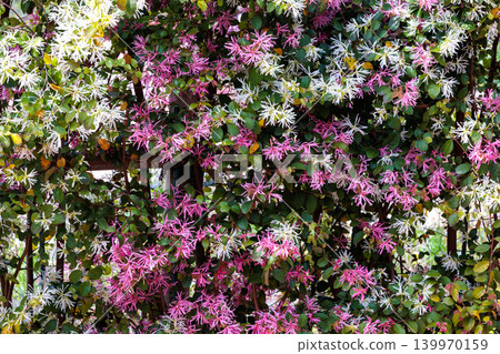 Red flowers of winter hazel blooming on a garden hedge 139970159