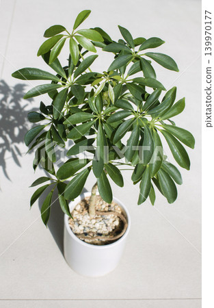 It is a potted Schefflera arboricola placed against a white background. It is a potted Schefflera arboricola placed against a white background. 139970177