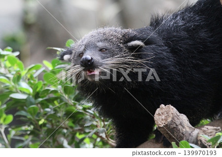 Binturong, known for its popcorn scent Binturong, known for its popcorn scent 139970193