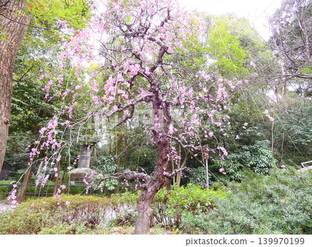 熱田神社草薙廣場的垂枝梅樹 熱田神社草薙廣場的垂枝梅樹 139970199