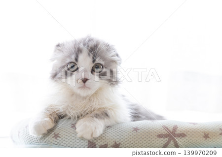 A black and white Himalayan cat near the door A black and white Himalayan cat near the door 139970209