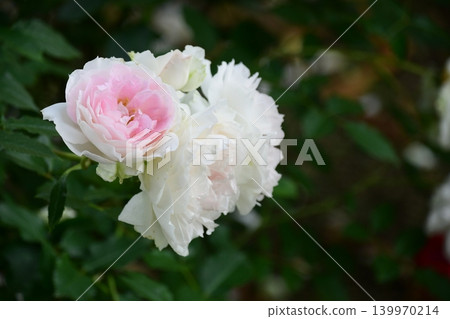 Spring roses in full bloom at Gifu World Rose Garden Spring roses in full bloom at Gifu World Rose Garden 139970214