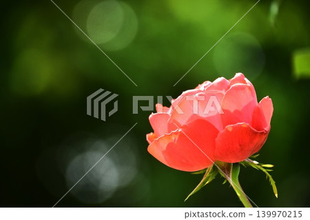 Spring roses in full bloom at Gifu World Rose Garden Spring roses in full bloom at Gifu World Rose Garden 139970215