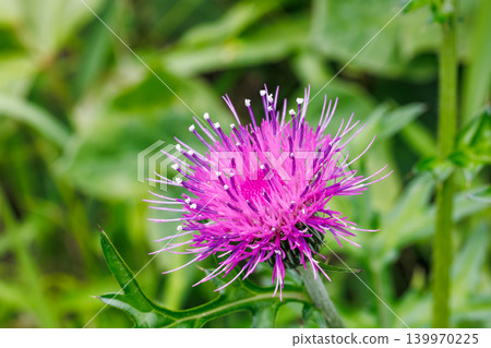Close-up of a thistle flower blooming on the roadside in a field Close-up of a thistle flower blooming on the roadside in a field 139970225