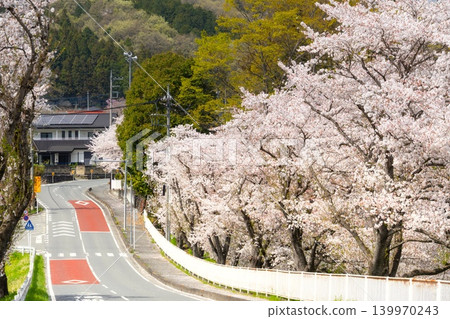 埼玉縣秩父市荒川沿岸的櫻花 139970243