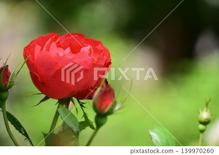 Spring roses in full bloom at Gifu World Rose Garden Spring roses in full bloom at Gifu World Rose Garden 139970260