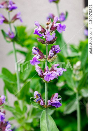 Common sage flowers blooming in the early summer garden Common sage flowers blooming in the early summer garden 139970291