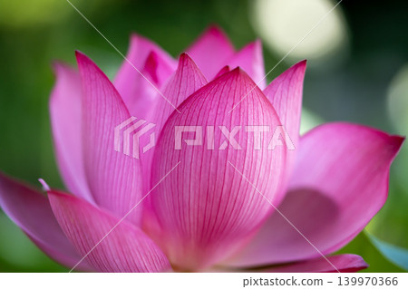 一朵美麗的蓮花 一朵美麗的蓮花 139970366