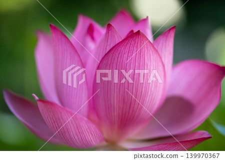 一朵美麗的蓮花 一朵美麗的蓮花 139970367