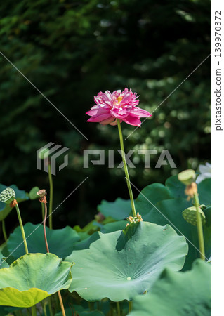 粉紅色重瓣蓮花 粉紅色重瓣蓮花 139970372