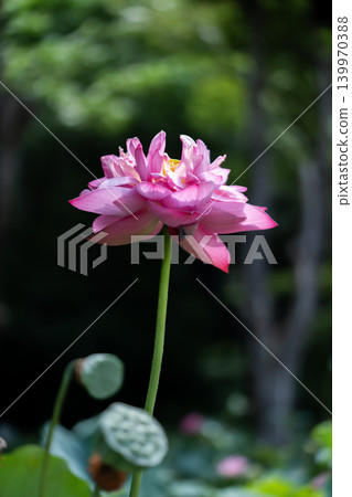 Double-petaled lotus flower Double-petaled lotus flower 139970388