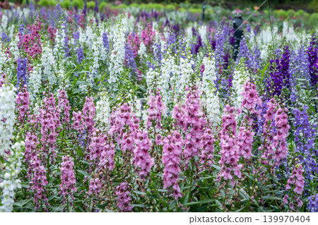 Linaria 139970404