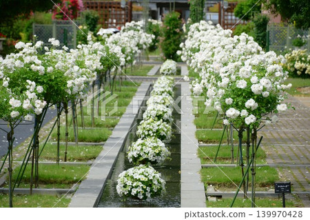 Spring roses are in full bloom at Gifu World Rose Garden. Spring roses are in full bloom at Gifu World Rose Garden. 139970428
