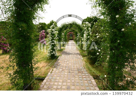 Spring roses are in full bloom at Gifu World Rose Garden. Spring roses are in full bloom at Gifu World Rose Garden. 139970432