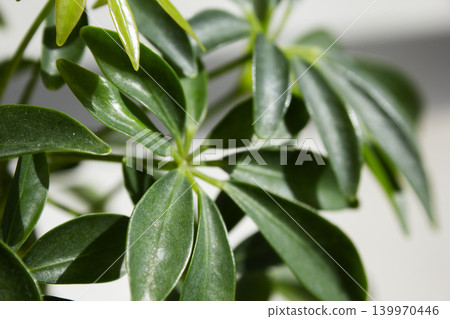 It is a close-up of a Schefflera arboricola leaf. It is a close-up of a Schefflera arboricola leaf. 139970446