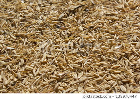 rice peel after harvest and hull background. rice peel after harvest and hull background. 139970447