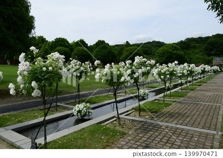 Spring roses are in full bloom at Gifu World Rose Garden. Spring roses are in full bloom at Gifu World Rose Garden. 139970471