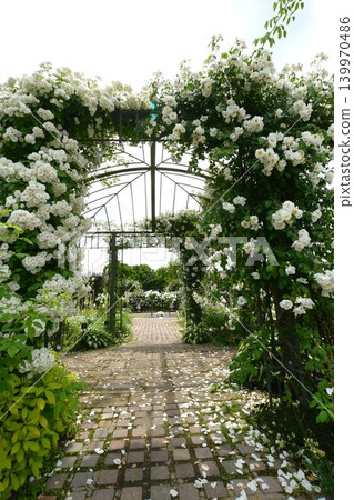 Spring roses are in full bloom at Gifu World Rose Garden. Spring roses are in full bloom at Gifu World Rose Garden. 139970486