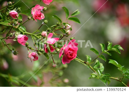 Spring roses are in full bloom at Gifu World Rose Garden. Spring roses are in full bloom at Gifu World Rose Garden. 139970524