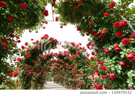 Spring roses are in full bloom at Gifu World Rose Garden. Spring roses are in full bloom at Gifu World Rose Garden. 139970532