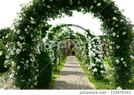 Spring roses are in full bloom at Gifu World Rose Garden. Spring roses are in full bloom at Gifu World Rose Garden. 139970543