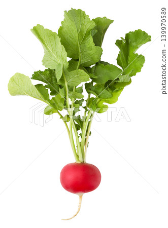 Fresh radish with leaves isolated on a white. Fresh radish with leaves isolated on a white. 139970589