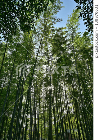 bamboo grove and sunshine 139970631