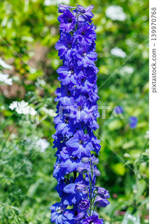 The refreshing cobalt blue delphinium flowers bloom in early summer. The refreshing cobalt blue delphinium flowers bloom in early summer. 139970768