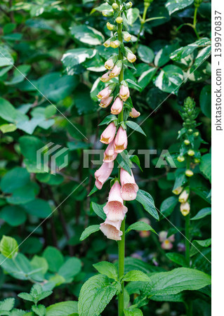 Beautiful apricot-colored foxglove flowers in the garden 139970837