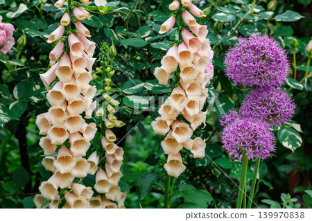 Beautiful apricot-colored foxglove flowers in the garden 139970838