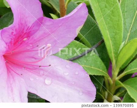 Pink azaleas wet with rain and vibrant green leaves Pink azaleas wet with rain and vibrant green leaves 139970895