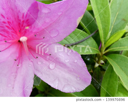 A close-up of azalea flowers and green leaves glistening with water droplets. A close-up of azalea flowers and green leaves glistening with water droplets. 139970896
