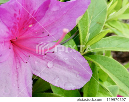 Raindrops on beautiful azalea blossoms against a green background. Raindrops on beautiful azalea blossoms against a green background. 139970897