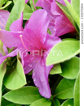 雨後的杜鵑花,被翠綠的葉片包裹著。 雨後的杜鵑花,被翠綠的葉片包裹著。 139970904