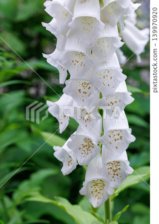 花園裡美麗的白色毛地黃花 花園裡美麗的白色毛地黃花 139970920