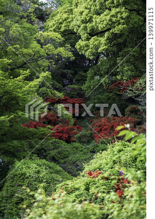 一片盛開的杜鵑花林，被翠綠的植物所環繞。 139971115